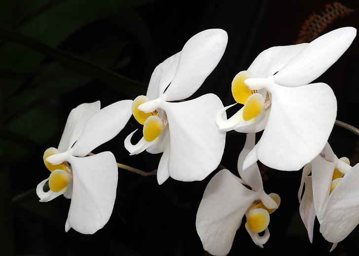 phanaelopsis, Orkide, çiçek, Beyaz ve siyah, Flora, bitki