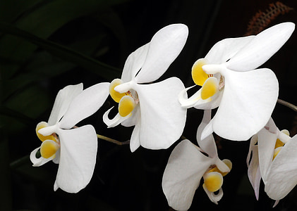 phanaelopsis, orchid, flower, white and black, flora, plant
