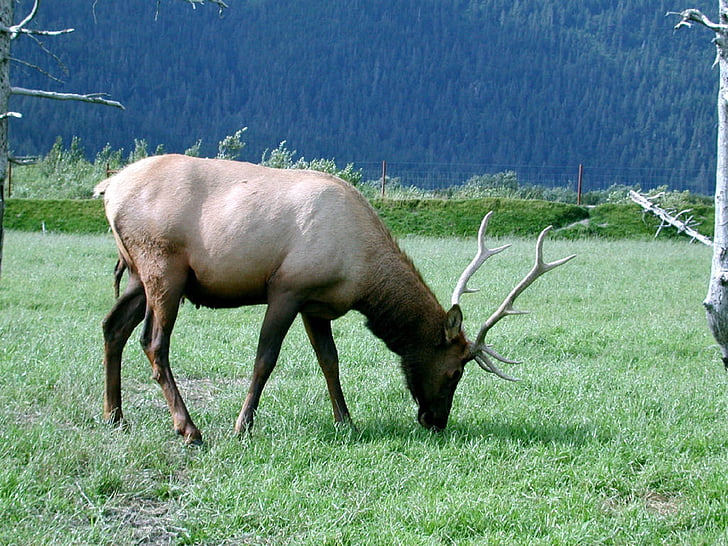 Elk, Bull, savvaļas dzīvnieki, daba, vīrietis, ārpus telpām, parks