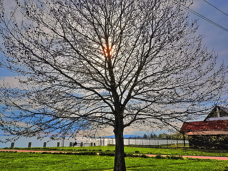 paseo marítimo, Lago balaton, Balaton, árbol, rayo de sol