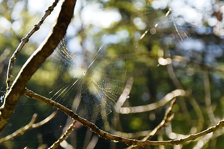 cobweb, autumn, spider, back light, animals, arachnid, nature
