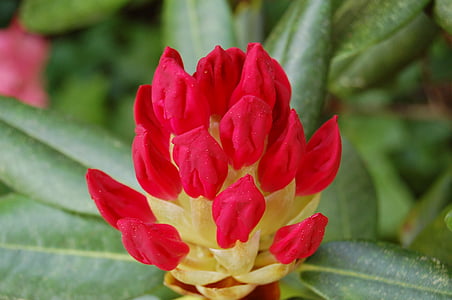 Rhododendron, zieds, Bloom, bud, ziedi, Pavasaris, dārza