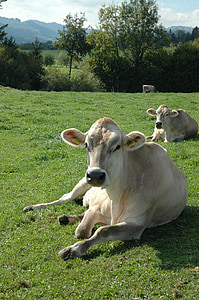 Cow, betesmark, jordbruk, liggande, porträtt, nötkreatur, gräs