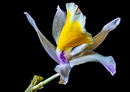 Anggrek, Wild orchid, Blossom, mekar, bunga, putih ungu kuning