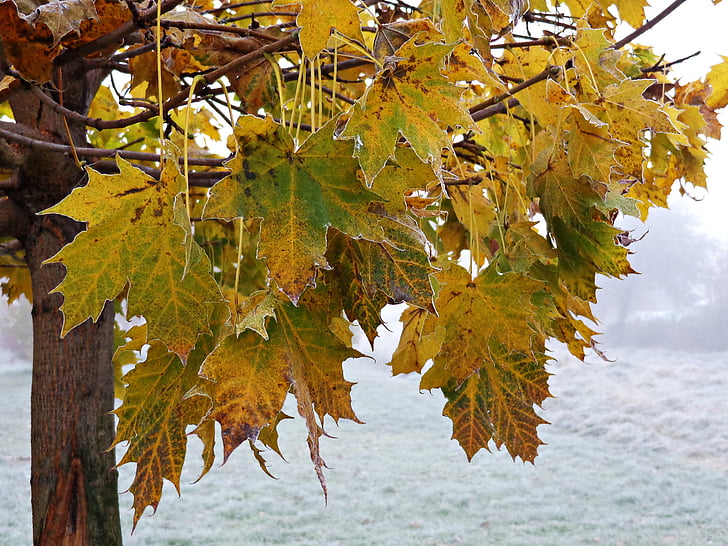 drevo, listje, jeseni, rumeni listi, narave, zlata jesen, gozd