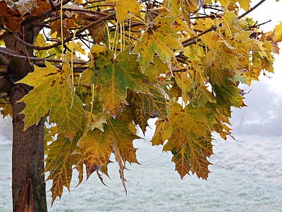 træ, løv, efterår, gule blade, natur, efteråret guld, skov
