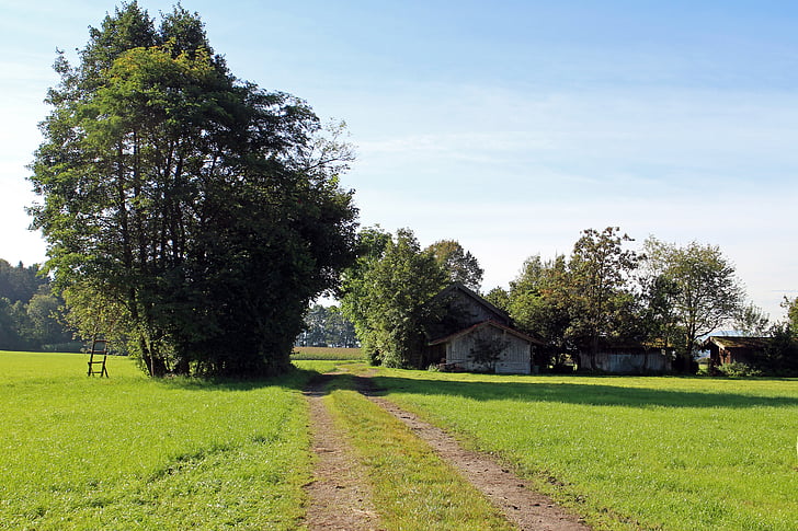 Lane, pole, łąka, od, ścieżka dydaktyczna, Natura, trawa