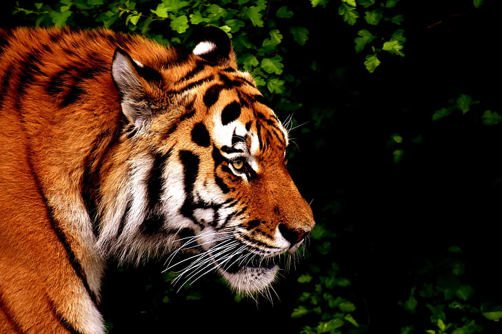 Tiger, Predator, Pelz, schöne, gefährliche, Katze, Tierfotografie