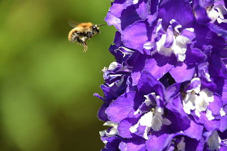 пчела, земните пчела, плаващи, насекоми, природата, лети, жълто