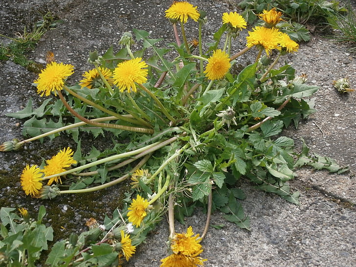 Dandelion, bunga, pinggir jalan, tanaman, musim panas, alam, kuning