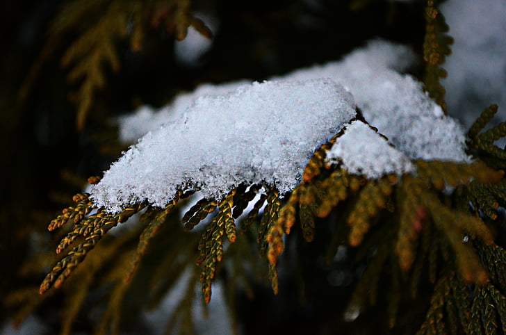 tuyết, cây, chi nhánh