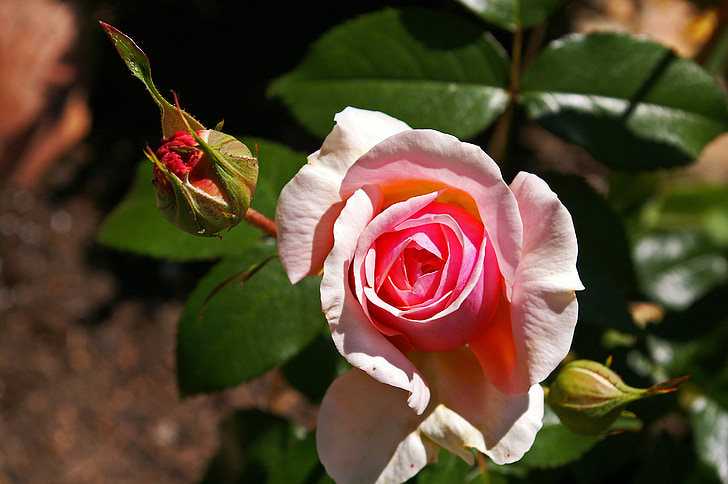 ökade, rosa ros, doftande ros, rosenträdgården, Blossom, Bloom, Rosen blommar