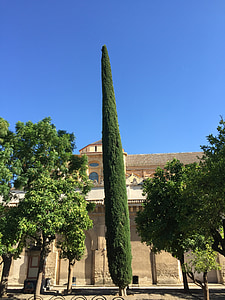 España, Córdoba, árbol, Andalucía