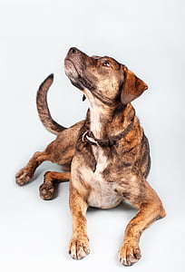 perro, marrón, híbrido, hundeportrait, preocupaciones, animales de compañía, animal