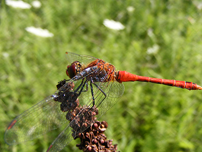 Dragonfly, Insecta (žuželke), trava, cvet, zelena, narave, insektov