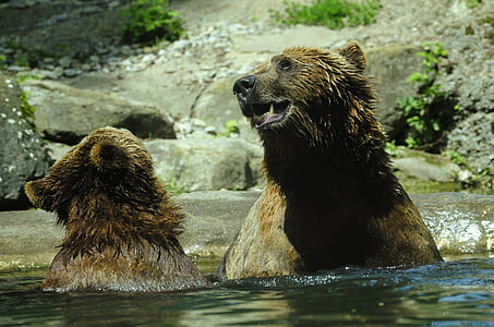 gấu, gấu nâu, Ursus arctos, nước, nhấp nháy, tiêm, nước ánh chớp