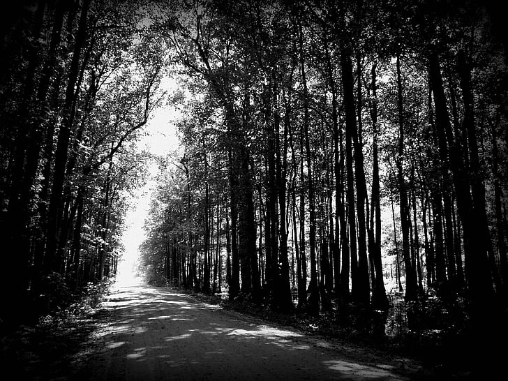 Road, grå, Street, sort, måde, rejse, Woods