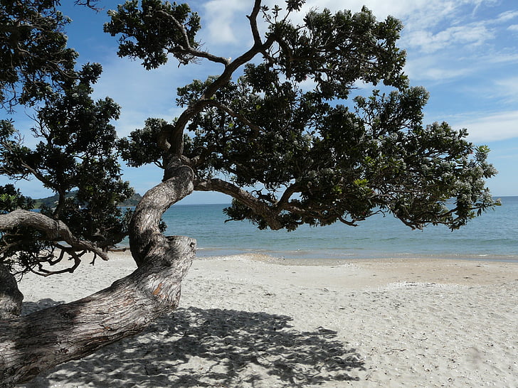 Ilha de Waiheke, Nova Zelândia, praia, árvore, sol, água, sombra
