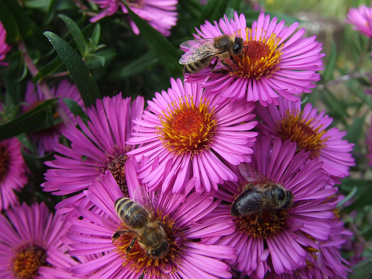 asteres, bites, vasaras beigās, dārza, gada vasaras Idille