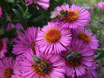 ásteres, abelhas, fim do verão, jardim, Idílio de verão