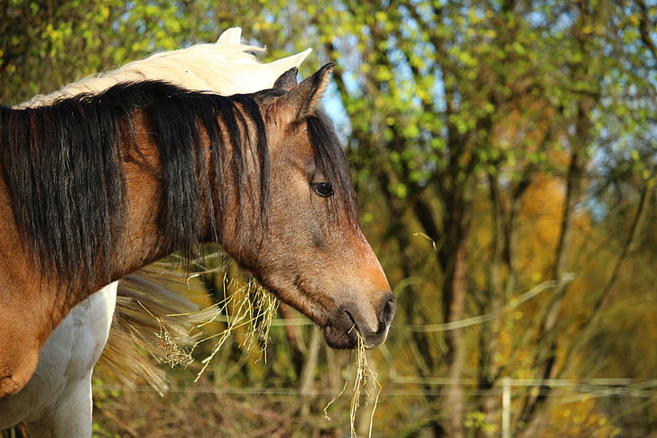 hevonen, täysiverinen arabian, ruskea multaa, hometta, hevosen pään, laidun, hevosten silmä