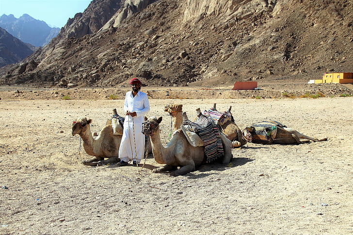 desert, sand, heat, drought, dust, camel, man