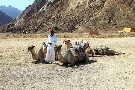 ørken, sand, varme, tørke, støv, Camel, mand