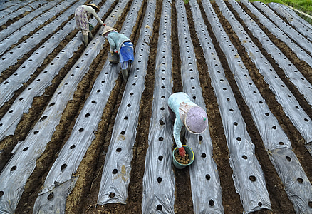 agricoltore, pianta, frutta di patate, Wonosobo regency, Giava centrale, Indonesiano