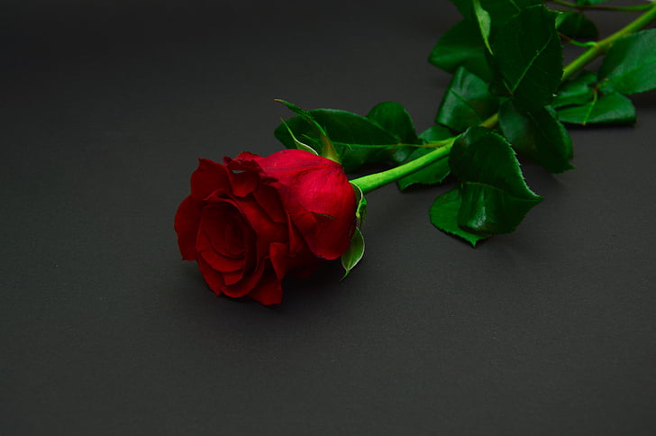 photo, rouge, Rose, fleur, fleurs, Rose - fleur, feuille