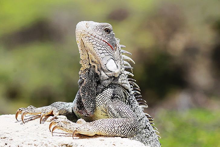 Iguana, Curacao, natuur, dier, dieren