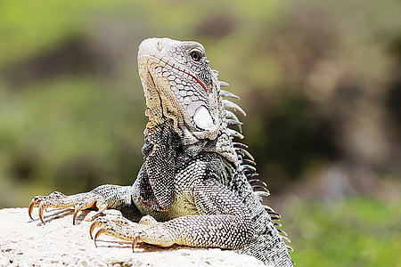 Iguana, Curacao, naturen, djur, djur
