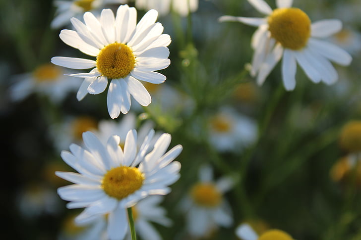 margaritas, flor, polen de abeja, flor blanca, Blanco, flor, floración
