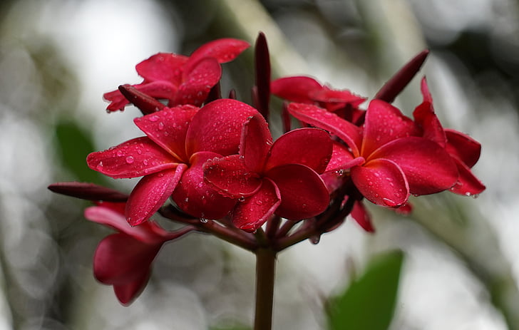 Orchid, hage, Singapore, Botanisk hage, Park, blomst, rød