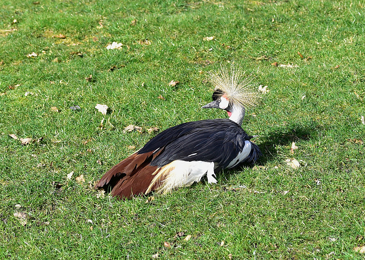 grey crowned crane, headdress, animal world, balearica pavonina, lying, crane, bird