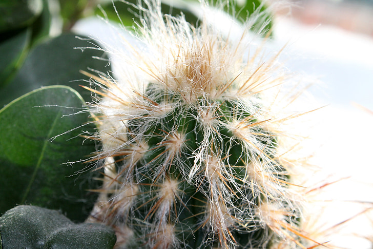 cactus, prickly