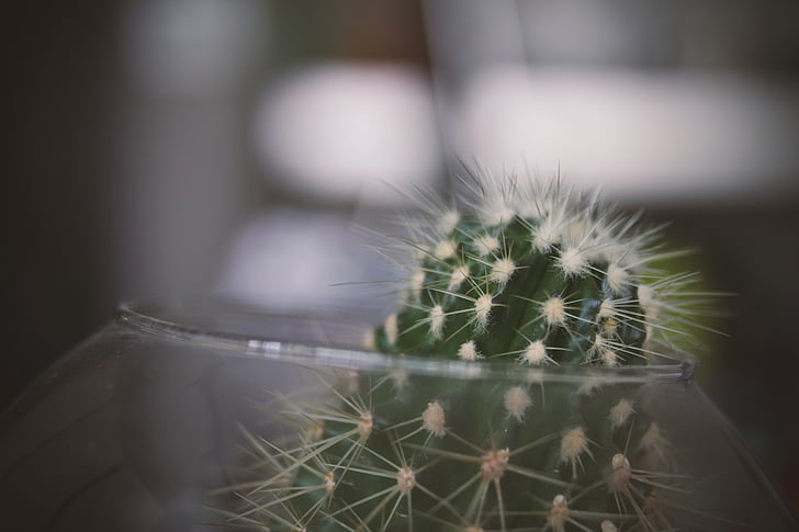 selective, focus, photography, cactus, glass, bowl, thorn