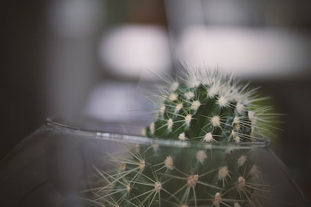 selektiv, fokus, fotografering, Cactus, glas, skål, Thorn