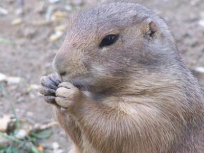 prairie dog, nager, rodent, animal, zoo, nature