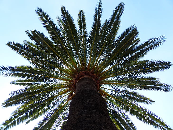 Palm, fa, datolyapálma, fa árnyékában, törzs, napló, Palm tree gyökér