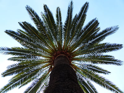 Palm, strom, datľové, tieňa stromu, kmeň, Denník, Palm tree koreň