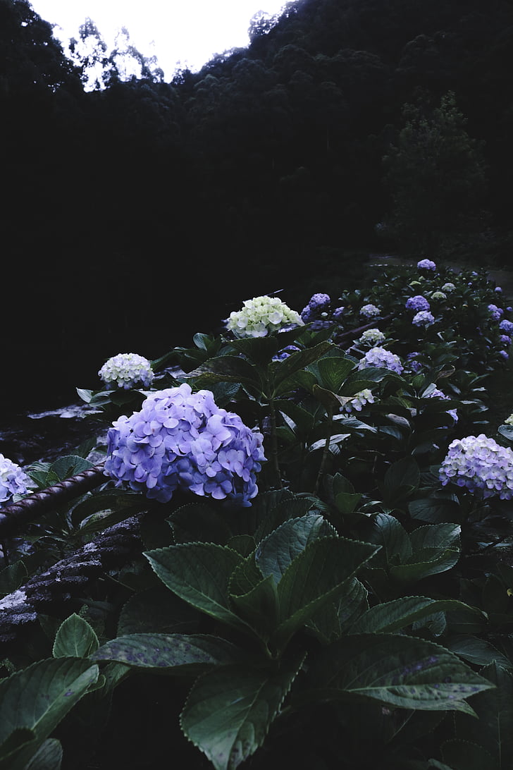 white, purple, petal, flower, green, plant, garden