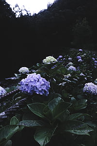 alb, violet, petale, floare, verde, plante, gradina