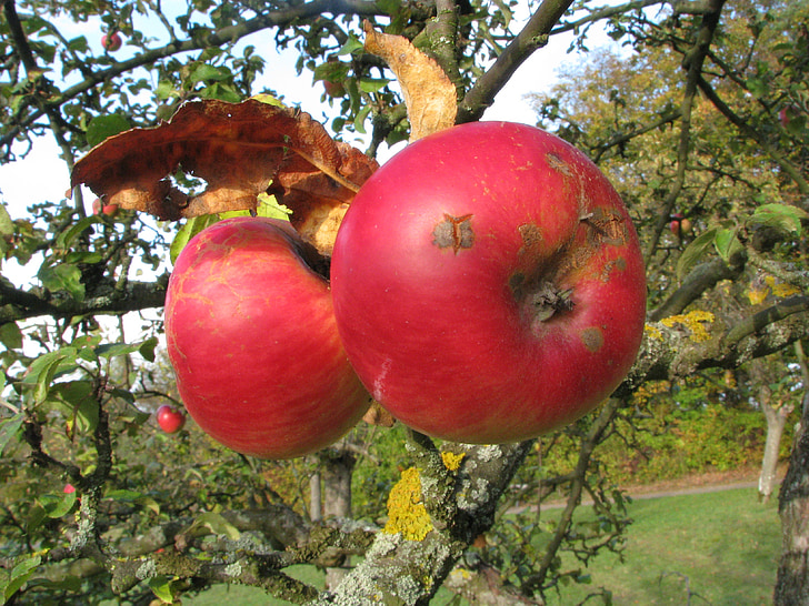 Apple, puu, suve lõpus, punane