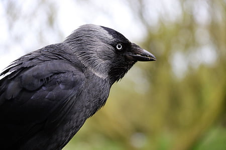 jackdaw, blackbird, bird, animal, nature, crow, wild