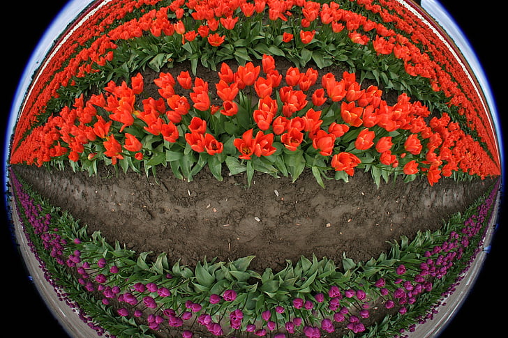 tulips, flowers, fish eye, red, purple, field, farm