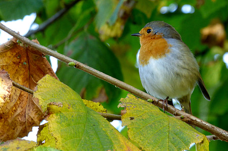 robin, bird, birds, nature, tree, branch, feathers