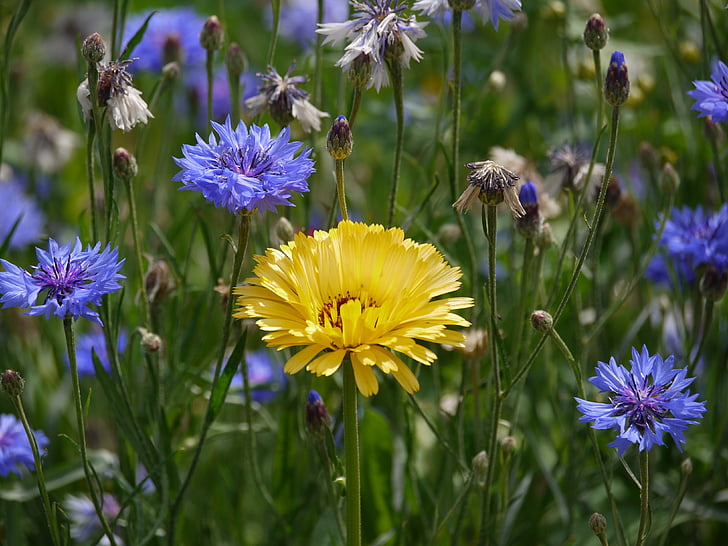 Marigold, bleuets, ensoleillée, pré de fleurs, Meadow, fleur, plante
