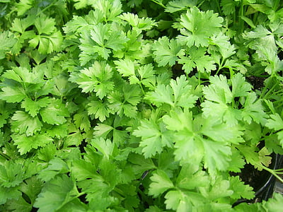 peteršilj, ravno-leaf, italijanski kuhanje, zelena, zdravo, zelišča, narave