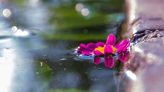 ดอกไม้, สระว่ายน้ำ, แมโคร