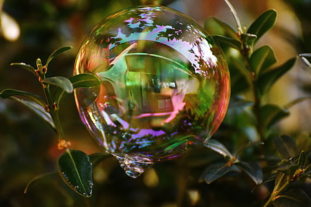 bolha de sabão, colorido, Buxbaum, Buxus, bolas, água e sabão, fazer bolhas de sabão
